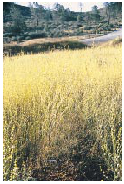 Fig. 1. A ‘crop’ of nickel in Streptanthus polygaloides growing on nickel-rich soils at Red Hills near Chinese Camp, California, USA.