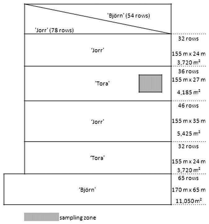 Fig. 1 e Planting design of the field trial with blocks and willow clones (‘Tora’, ‘Jorr’ and ‘Bjo¨rn’) used for phytoextraction. For each block, the number of rows, length 3 width (m2) and surface (m2) are presented.