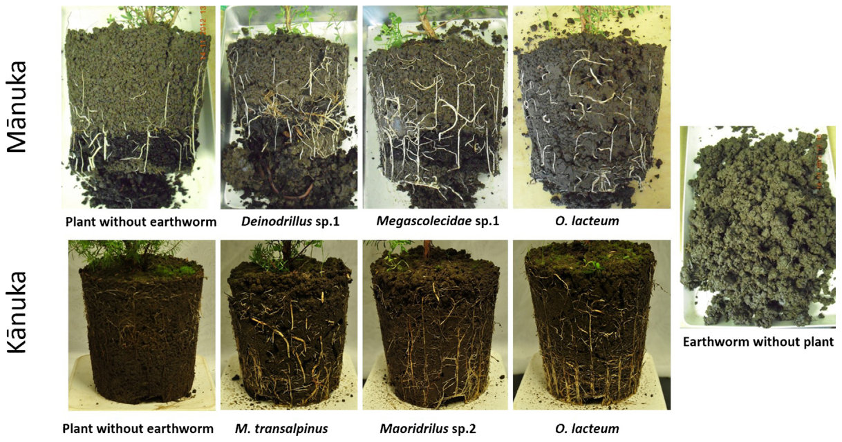 Fig. 6. Rhizosphere structures in SF soil after 7 weeks growth with earthworms. Soil structure is modified by a combination of roots and earthworms. Rooting patterns differ with earthworm species, and compost from the or