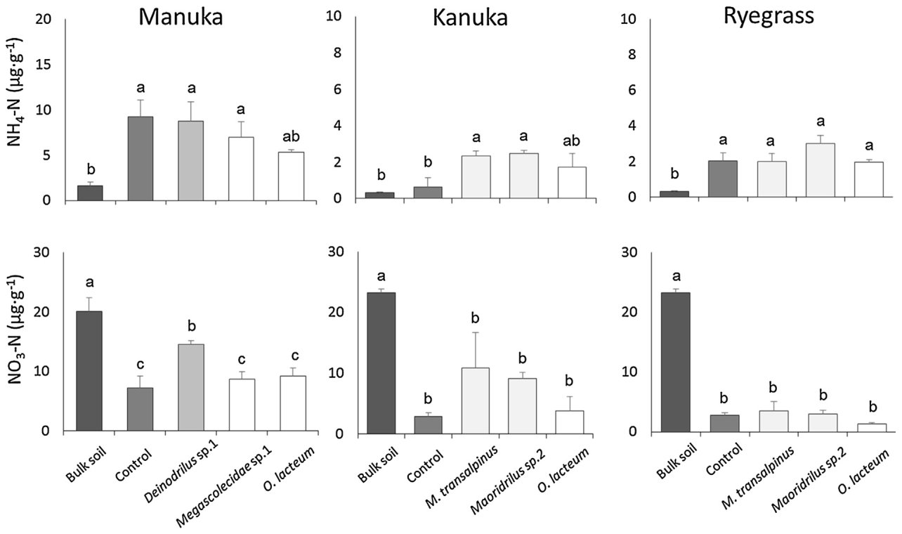 Fig. 7. Mobile nitrogen concentration (NH4–N and NO3–N) in the rhizosphere SF soil of Manuka, Kanuka and ryegrass, with native and exotic earthworms. Shading distinguishes bulk soil ( ), control ( ), epigeic ( ), anecic
