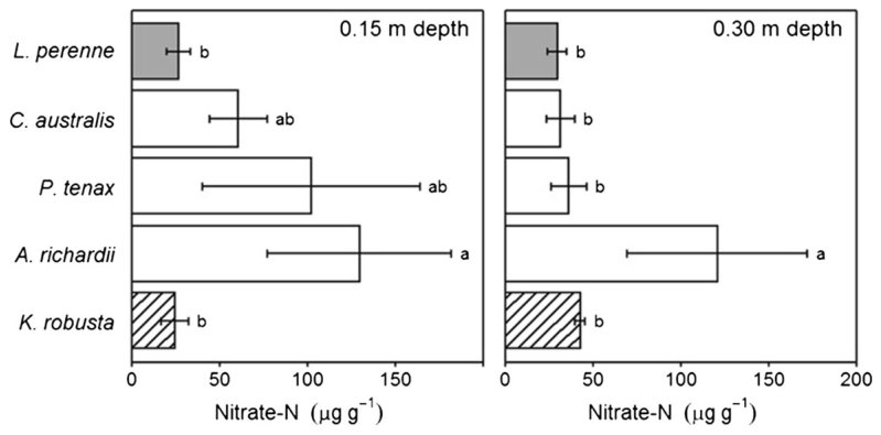 Fig. 5 Mean (±SE) NO3−-N in soil pore water samples collected 18 September 2013 at the Lincoln University Diary Farm site at .15 and 0.30 m below native species (white, dicotyledons; cross-hatched, monocotyledons) and L.
