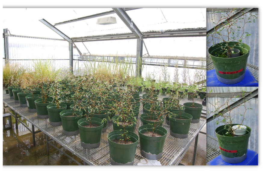 Fig. 1. Establishment of S. microphylla mesocosms in the glasshouse. Photographs inset show the gauze covers (top inset) and gas sampling cylinders (bottom inset).