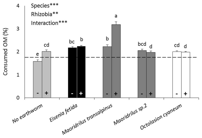 Fig. 2. Consumption of OM by earthworms after 8 weeks. Asterisks indicate two-way ANOVA analysis showing the effect of earthworm species, rhizobial inoculation, and interaction (*p < 0.05, **p < 0.01, ***p < 0.001). Symb