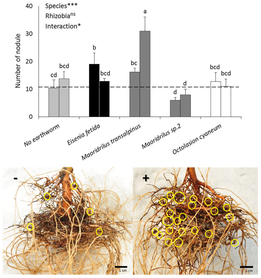 Fig. 3. Root nodulation of S. microphylla after 8 weeks. Asterisks indicate Two-Way ANOVA analysis showing the effect of earthworm species, rhizobial inoculation, and interaction (*p < 0.05, ***p < 0.001, ns = not signif