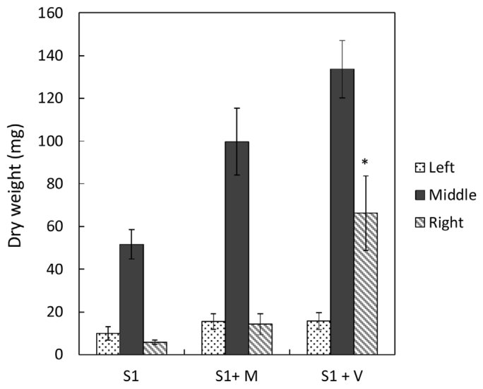 Fig. 4. Root biomass per vertical segment in the different treatments of the rhizobox trial. Where S1 = soil 1 control; S1 + M = soil 1 + biosolids homogeneously incorporated into soil; S1 + V = soil 1 + vertical applica