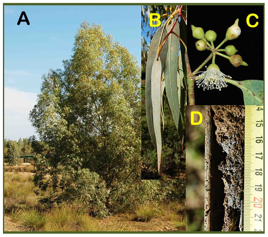 Fig 2. Eucalyptus camaldulensis at the Guadiamar River. A, sampled tree at site S2; B, details of leaves; C, details of flowers; D, soil core with sludge contamination from site S3.