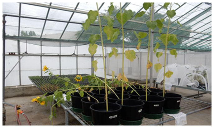 Figure 1. Sunflower plants just before harvest (53 days after sowing). Erect plants are the controls and the others are grown in soil amended with silver as AgNPs or Ag+ (as AgNO3).