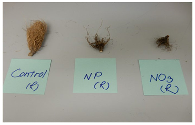 Figure 2. Sunflower root growth following exposure to 150 mg/kg of Ag as AgNPs (centre) and Ag+ (as AgNO3; right) for 53 days, compared with the control plants (left).