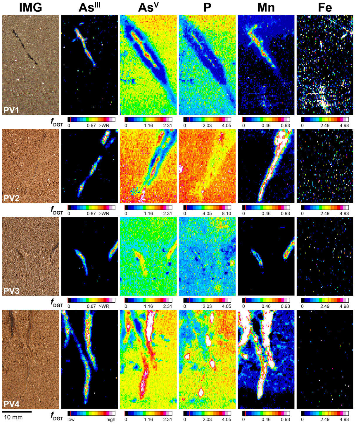 Fig. 3. Solute images of labile AsIII, AsV, P, Mn and Fe in the rhizosphere of PV after 24 h of dual-layer DGT application, 64 (PV1), 58 (PV2, PV3) and 66 (PV4) DAP in rhizotrons filled with Forst99 soil. Solutes are sho