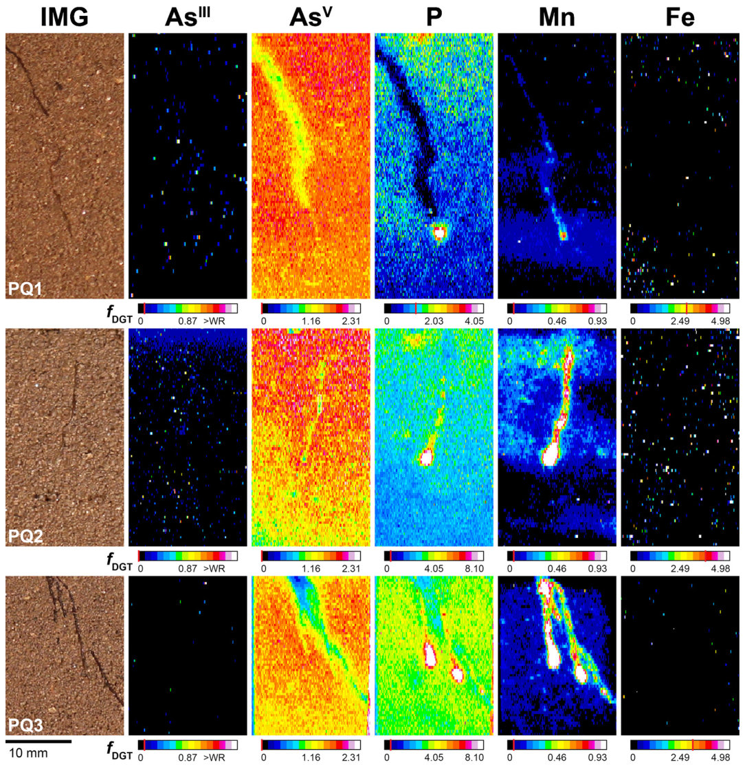 Fig. 4. Solute images of labile AsIII, AsV, P, Mn and Fe in the rhizosphere of PQ after 24 h of dual-layer DGT application, 70 (PQ1, PQ2) and 72 (PQ3) DAP in rhizotrons filled with Forst99 soil. Solutes are shown as meta