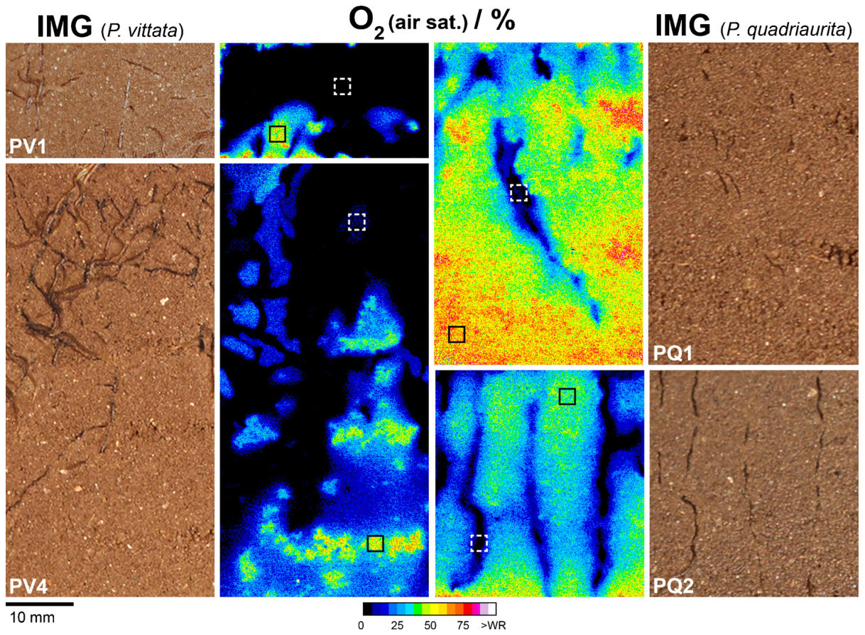 Fig. 5. Distribution of O2 levels (percent air saturation), mapped by planar O2-optodes, in rooted soil of PV and PQ, 64 (PV1), 66 (PV4) and 70 (PQ1 and PQ2) DAP in rhizotrons filled with Forst99 soil. Framed locations i