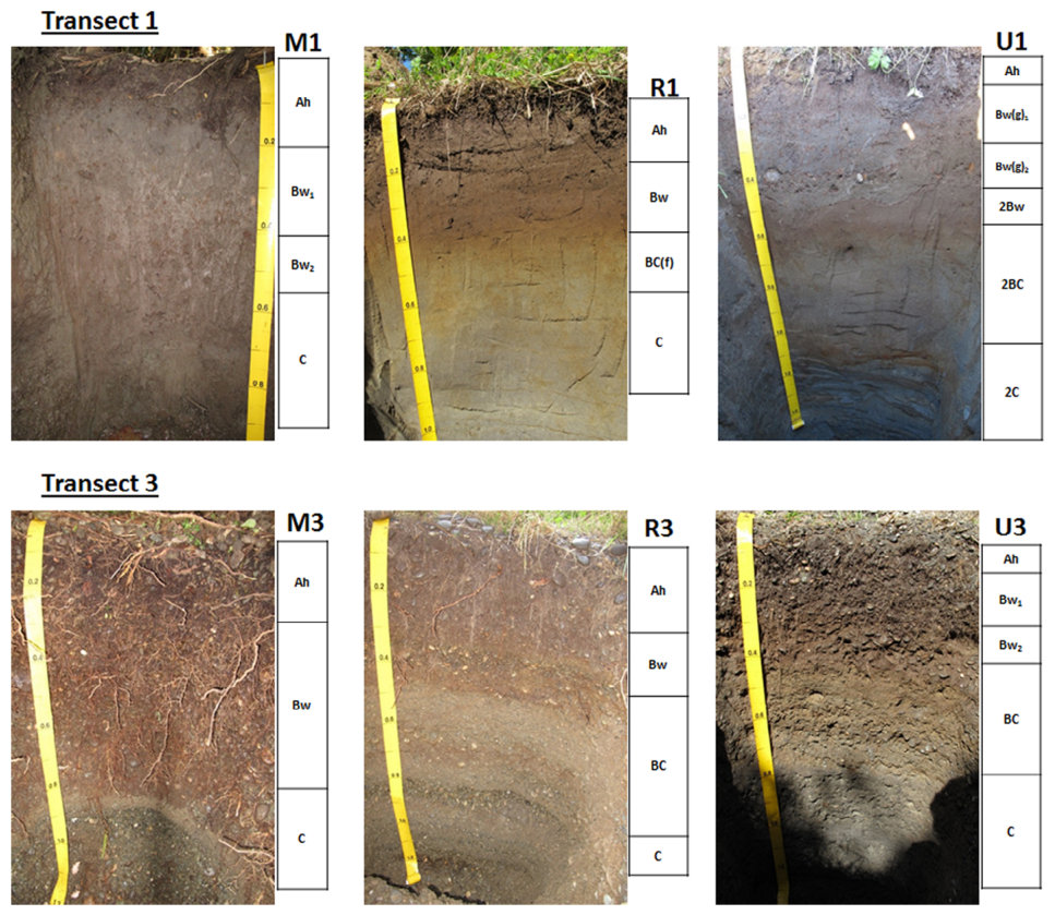 FIGURE 2 Soil profiles of dug pits in Transect 1 (top row) and 3 (bottom row) (from C. M. S. Smith et al., 2016), where M, mature forest plot; R, restoration plot; and U, unplanted grassland plot. Tape is metric in centi
