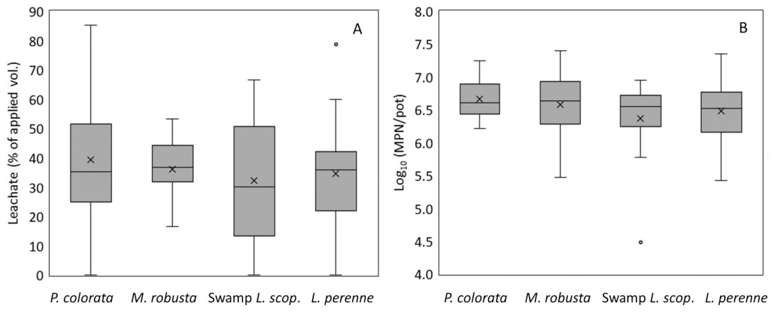 Fig. 3. (A) Percentage of the volume applied on day 0 that leached on day 1 in each of the treatments. (B) Total amount of E. coli leached on day 1 in each of the treatments (n = 24 expect for P. colorata n = 14 and Swam