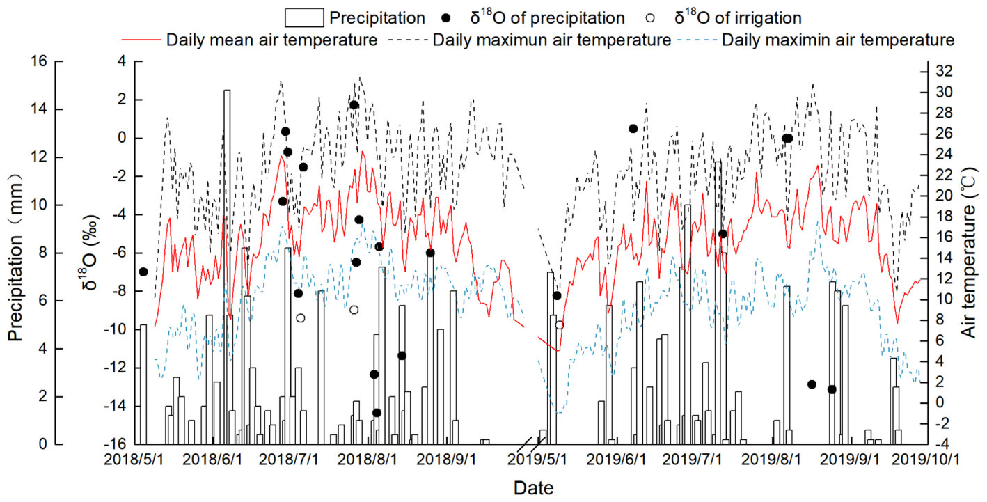 Fig. 1. Temporal variation of amounts and isotopic composition of precipitation and irrigation, and daily temperature, from May to September at the study site in 2018 and 2019.