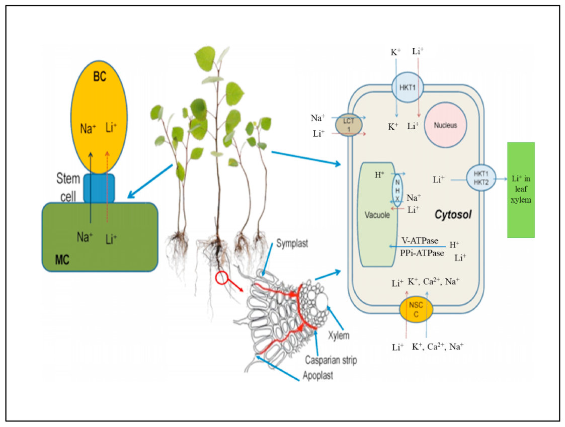 Fig. 3. Apoplastic and symplastic pathways of lithium movement into plant roots.