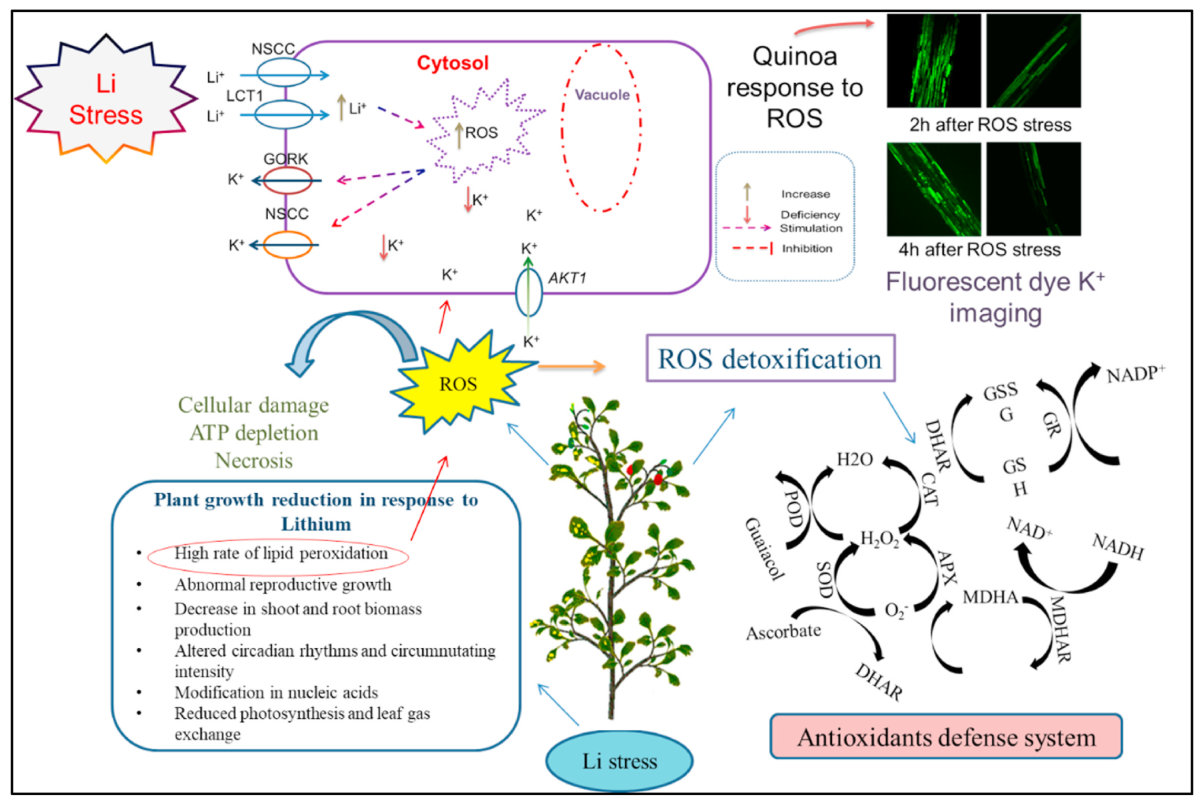 Fig. 4. A typical model, showing the response of plants under Li stress. Upon Li stress, Li reduced plant growth by reducing and altering numerous physiological mechanisms, and ROS production is major one, which concomit
