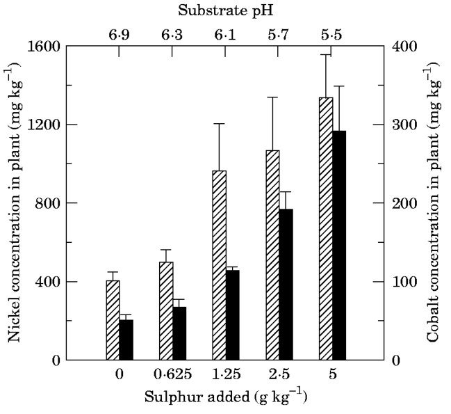 FIG. 3. Metal concentrations (Co, · ; Ni, 2) in Berkheya coddii after change of pH by addition of sulphur to the substrate. Bars (n = 4) are s.e.m.
