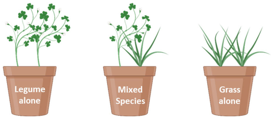 Fig. 1 Legumes and grasses were grown as either single or mixed species