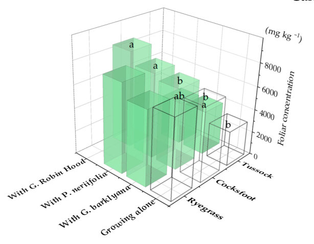 Figure 4. Phosphorus, Ca, and Mn concentrations in the foliage of the three species of grass (Lolium perenne, ryegrass; Dactylis glomerata, cocksfoot; Poa cita, tussock grass) when they were growing alone (open bars) or