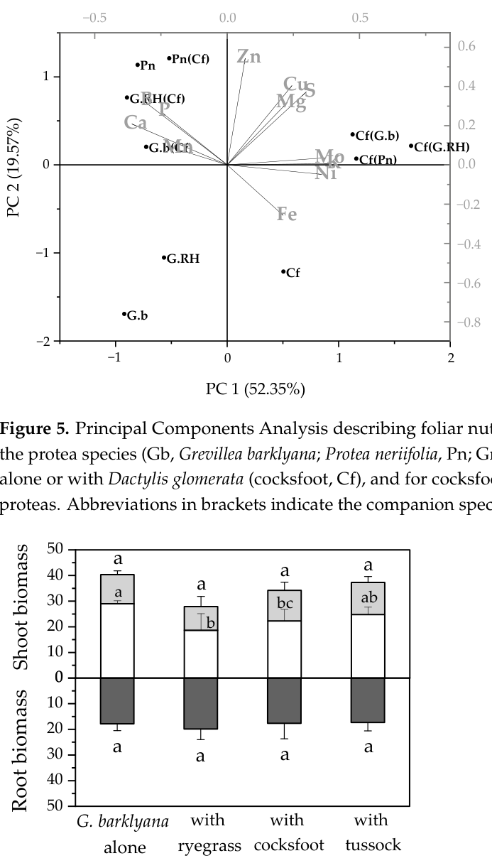 Figure 6. Harvested biomass of Grevillea barklyana (dry wt., g pot−1) when it was grown alone or with one of the three species of grass: Lolium perenne (ryegrass), Dactylis glomerata (cocksfoot), or Poa cita (tussock gra