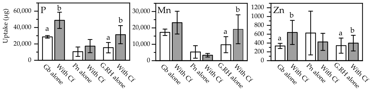 Figure 7. Total uptake of P, Mn, and Zn into foliage of each of the three species of Protea, when they were growing alone or with Dactylis glomerata (cocksfoot): Gb: Grevillea barklyana, Pn: Protea neriifolia, G.RH: Grev