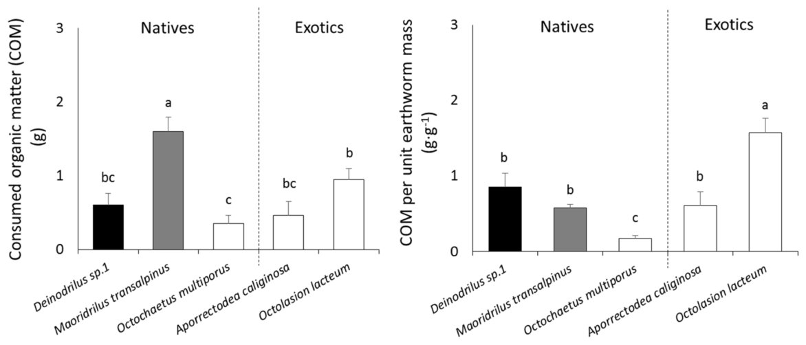 Fig. 2. The amount of organic matter consumed (COM) by native and exotic earthworms and their feeding efficiency (COM per unit mass) after 3 weeks incubation. Earthworms mass was measured at the end of the experiment (me