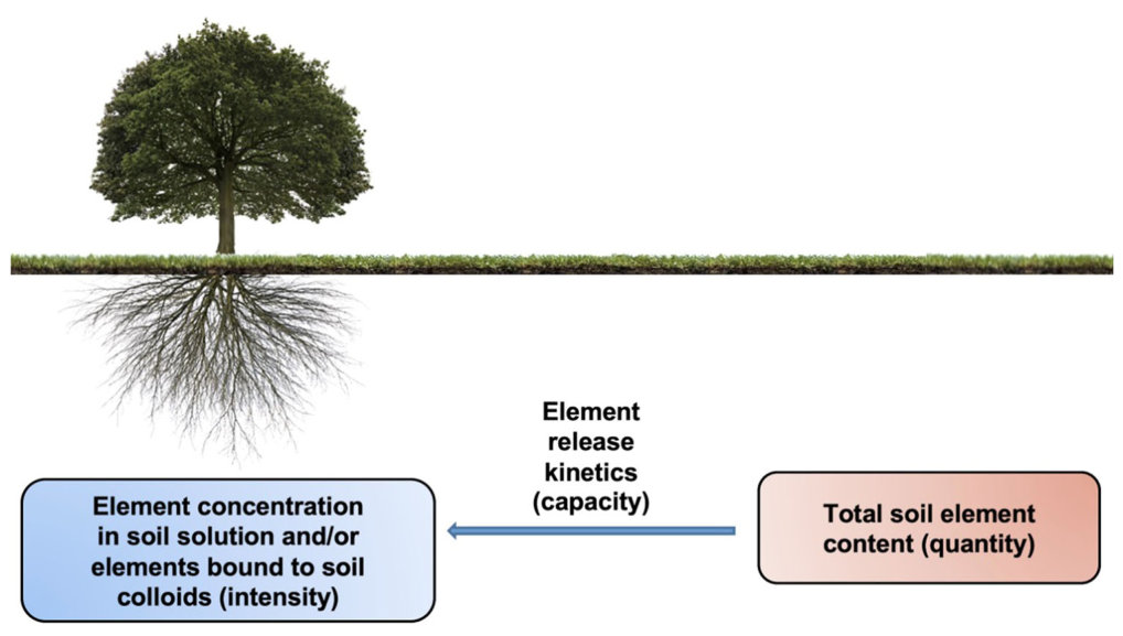 FIGURE 1: Intensity, quantity, and capacity factors of soil element bioavailability (adapted from Marschner, 1993).