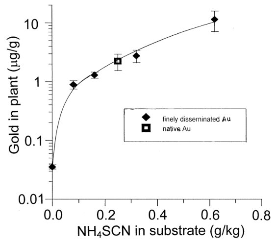 Fig. 3. Thiocyanate-induced uptake of gold by Indian mustard (Brassica juncea) from finely disseminated (solid diamonds) and native (open square) gold substrates containing 5 mg=kg (ppm) gold.