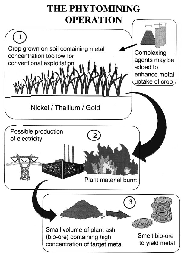 Fig. 4. Model of a proposed system for phytomining for metals.