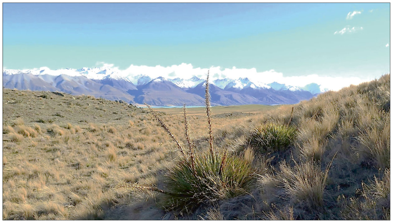 Fig. 1 Hill country grassland at Mt Grand Station in Hawea, South Island, New Zealand. Aciphylla aurea (Golden spaniard) in the centre foreground amongst Chionochloa rigida snow
