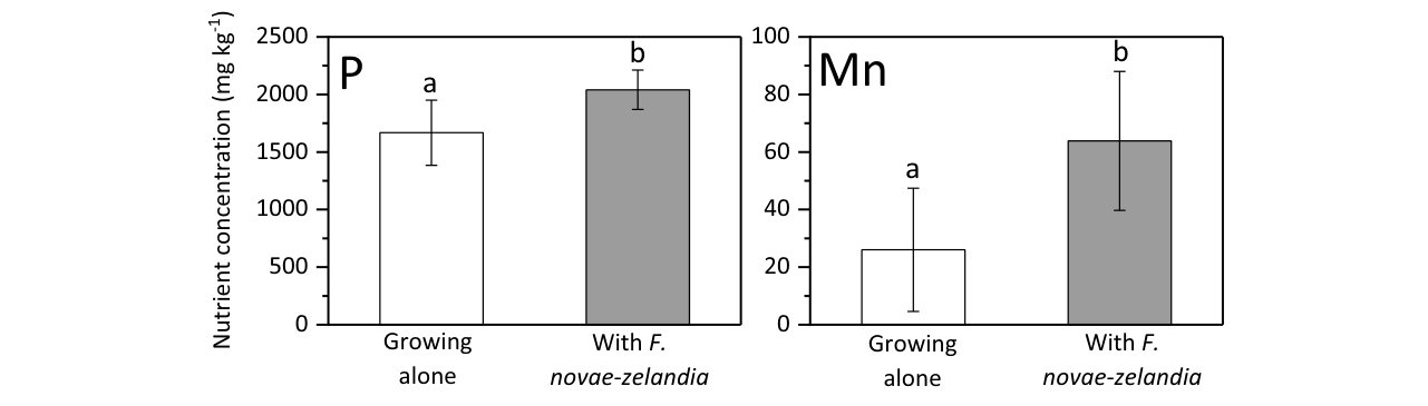Fig. 7 Nutrient concentrations in foliage of Trifolium repens (white clover) when it was growing alone or with Festuca novae-zelandiae. Figure illustrates only elements when