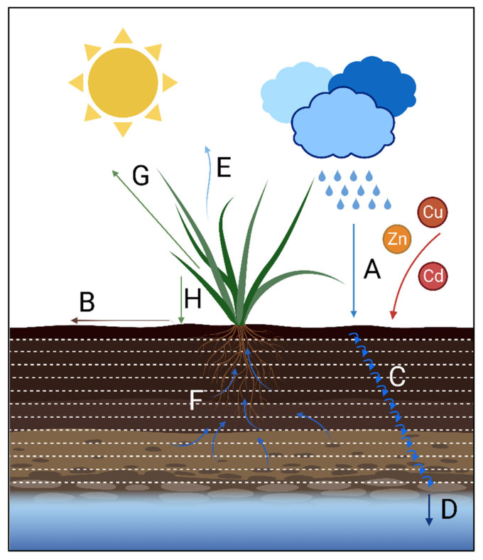 FIGURE 1 Key TE interactions in soil– plant systems. (A) Rainfall (and irrigation) water infiltrates the soil, while TEs are added to the soil surface through various mechanisms (fertilizer and amendment application, atm