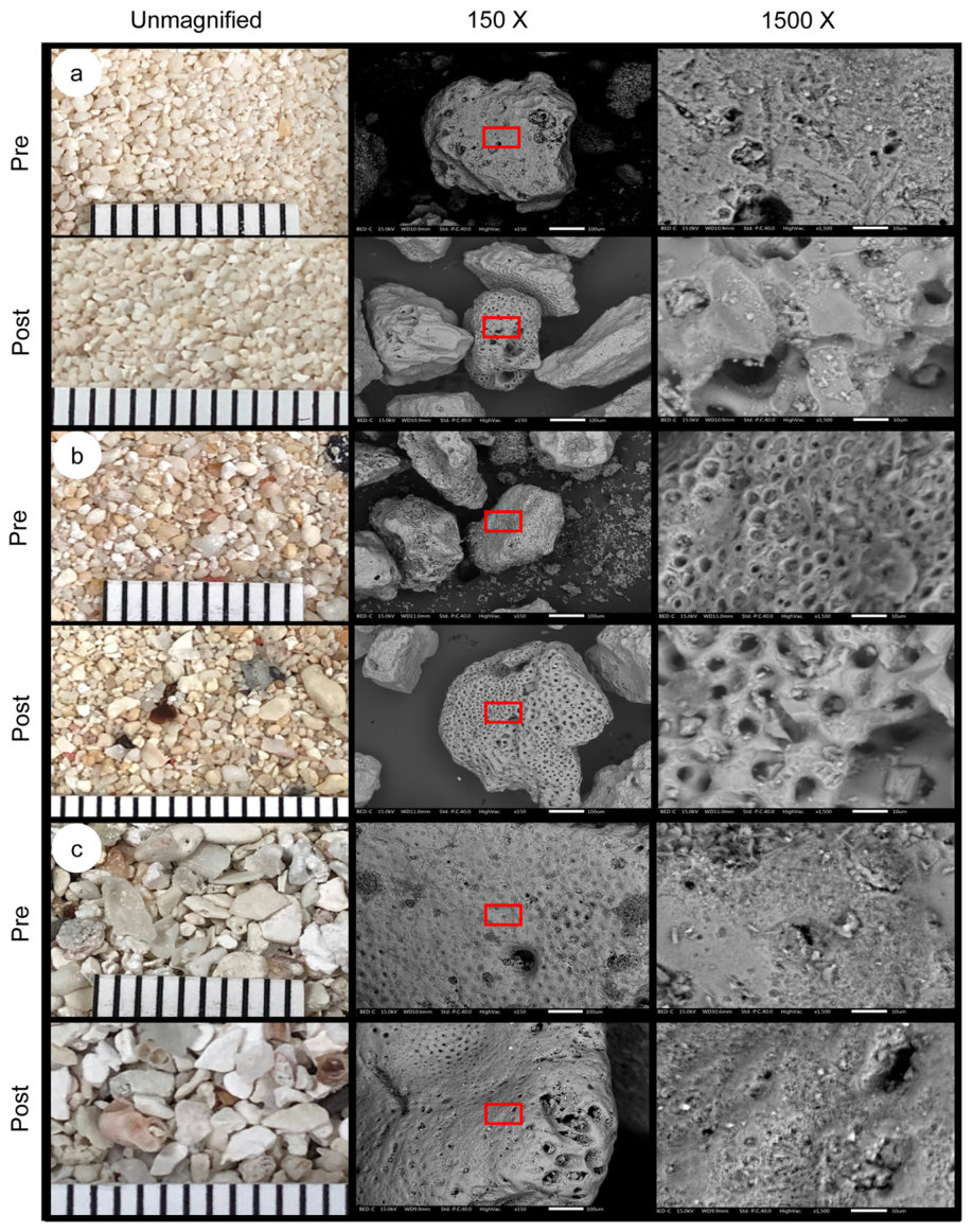 Fig. 3. General unmagnified and scanning electron microscopy (SEM) imaging of three coral sands, pre- and post- acid enhanced lime defluoridation: A) fine commercial, B) Kiribati, C) Vanuatu. Backspatter electron detecti