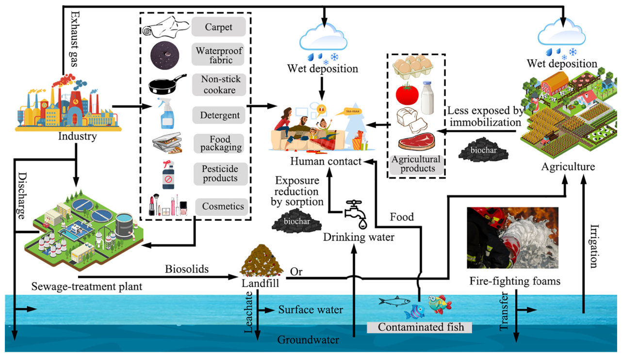 Fig. 1. Human exposure pathways for PFAS and the potential positive impacts of biochar on exposure pathways.