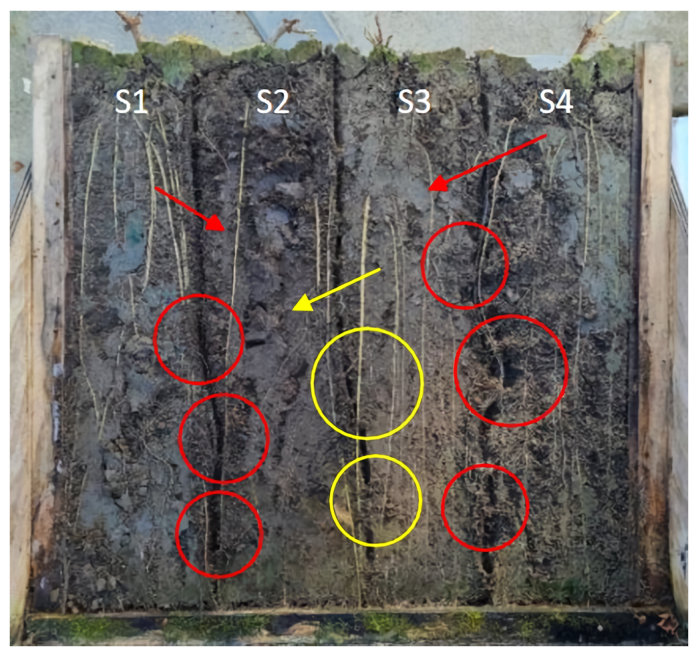 Fig. 6. Hop plant root growth in one of the rhizoboxes after 100 days. Soils from left to right represent S1 (263 Cu mg kg− 1), S2 (160 Cu mg kg− 1), S3 (91 Cu mg kg− 1) and S4 (7.7 Cu mg kg− 1) soil. Circles represent r