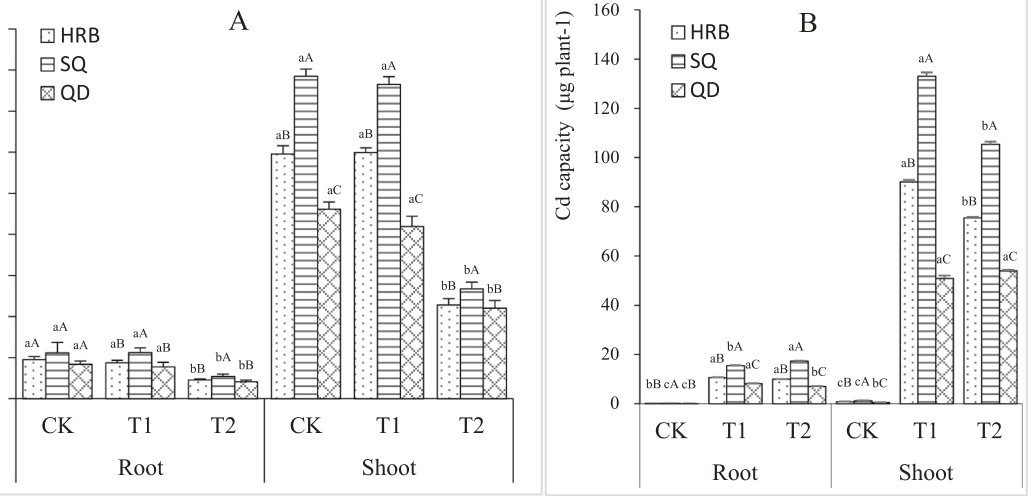 Fig. 2. Biomass and Cd accumulation capacity of three S. nigrum ecotypes (HRB:Harbin, SQ: SuQian, QD: QingDao, CK = control, T1 = 0.2 mg L− 1, T2 = 5 mg L− 1.Capital letters over the bars indicated significant difference