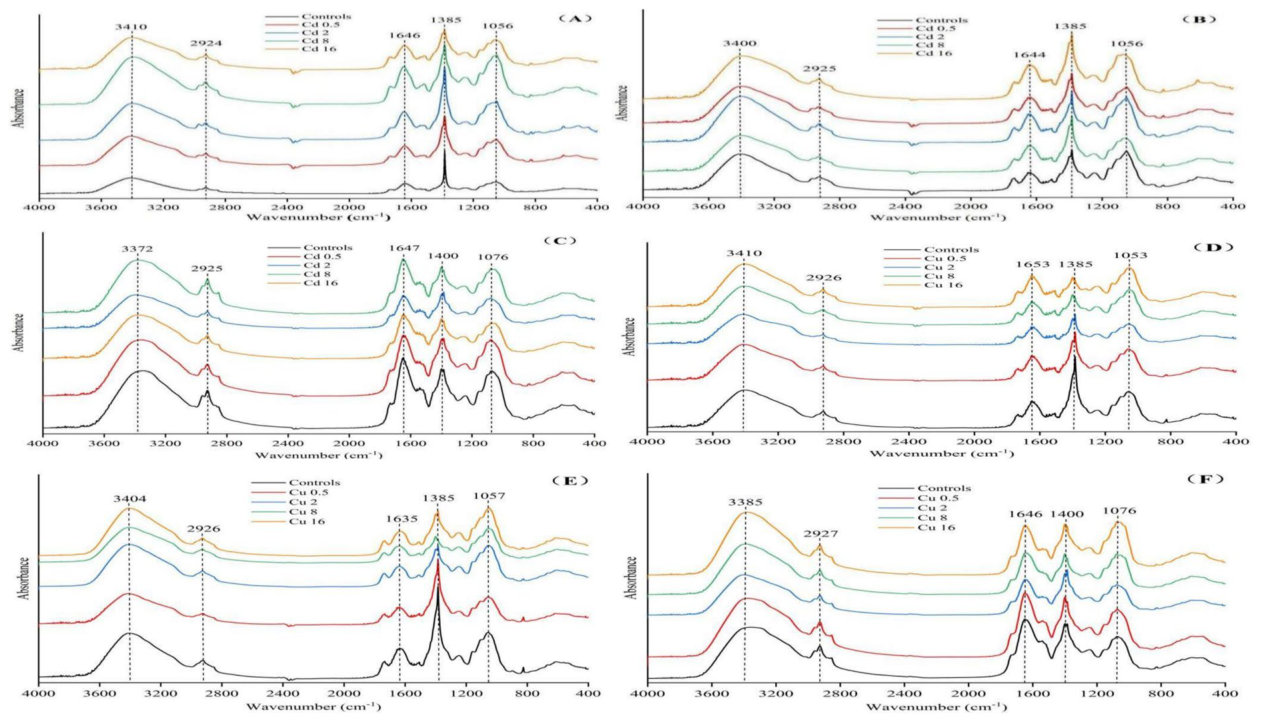 Fig. 1 Fourier transform infrared spectra of Bidens pilosa L. roots (A), stems (B), and leaves (C) under Cd treatments, and spectra of roots (D), stems (E), and leaves (F) under Cu treatments