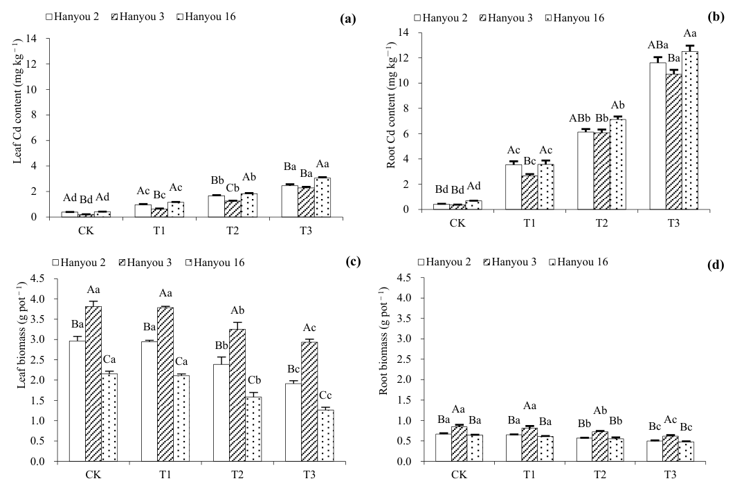 Figure 1. Leaf Cd content (a), root Cd content (b), leaf biomass (c) and root biomass (d) of three B. napus cultivars. Different capital letters over columns between different cultivars indicate significant differences a