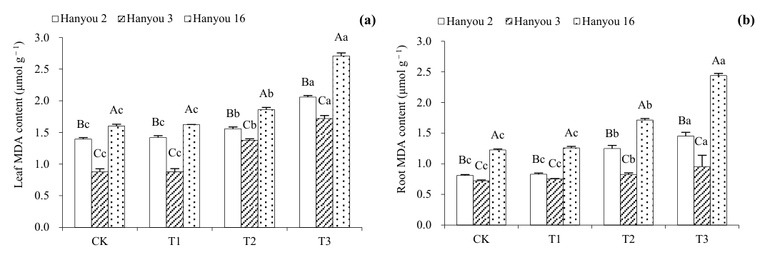 Figure 4. Leaf MDA content (a) and root MDA content (b) of three B. napus cultivars (different capital letters over column between different cultivars indicate significant differences and different lower case letters in