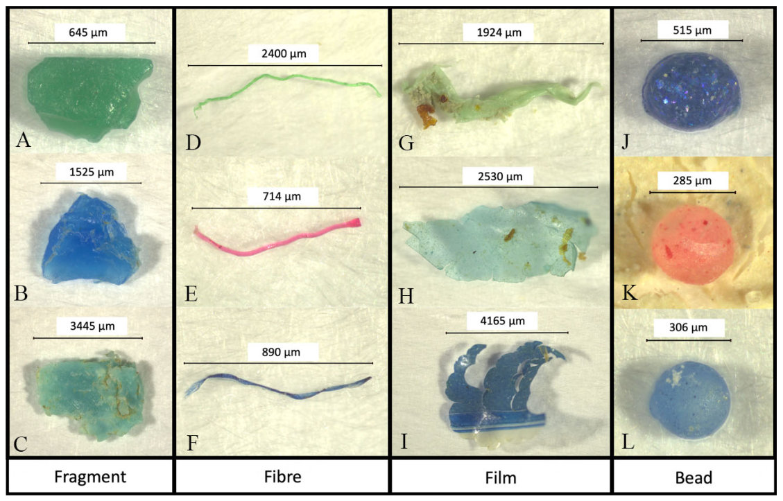Figure 1. Examples of microplastic morphotype classifications of microplastics in biowaste samples. Fragments (A-C), fibers (D-F), films (G-I), and beads (J-L).