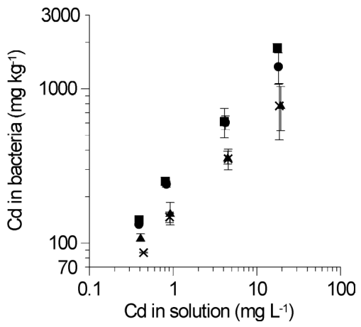Fig. 2. Cadmium adsorption by P. fluorescens at pH 6.5 (�), 6.1 (�), 5.4 (�) and 5.1 (×). Bacterial concentrations reported on a dry matter basis.