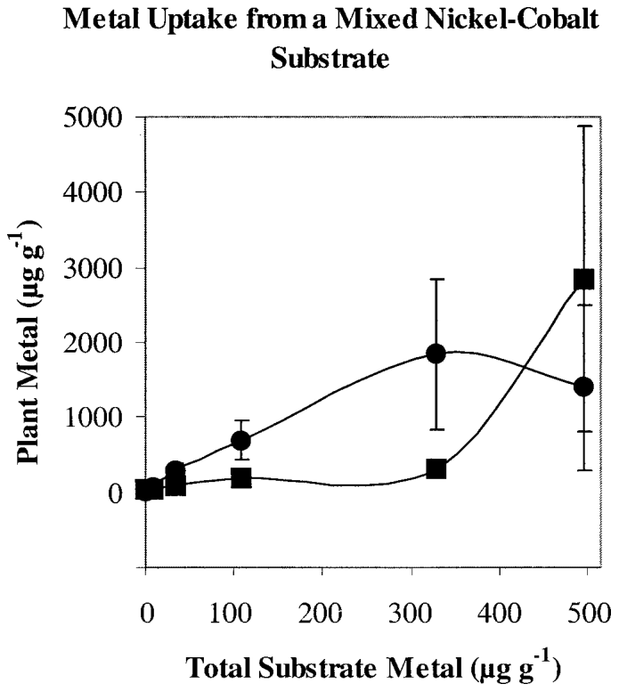 FIGURE 2. Mean Ni (square) and Co (circle) uptake by Berkheya coddii (dry wt., n = 8) as a function of total substrate metal concentrations from mixed-metal substrates. ± standard error of the mean, concentrations in µg