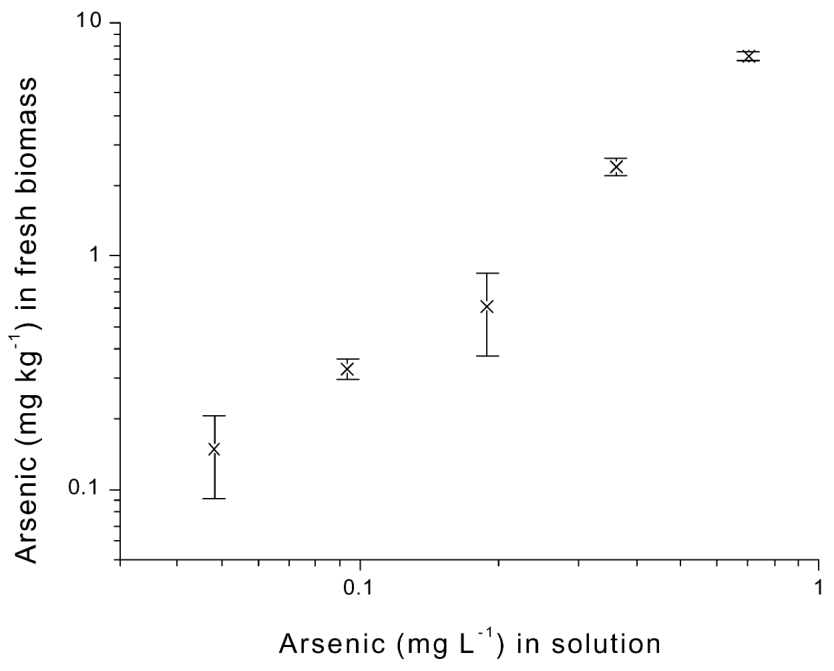 Fig. 3. Arsenic concentration (mg kgy1 fresh weight) in the shoots of L. sativum vs. the arsenic concentration (mg ly1) in the ambient solution when the plant concentration had reached equilibrium.