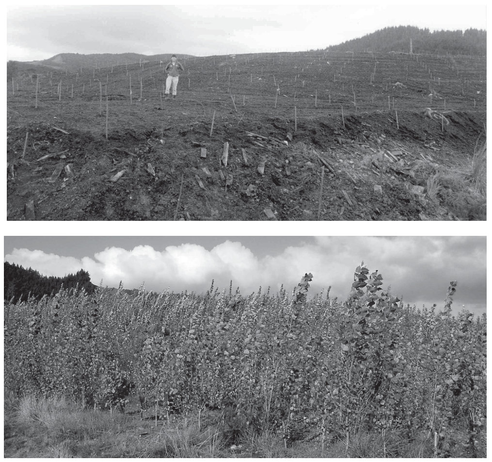Fig. 1. Photographs of the Kopu sawdust pile taken at planting in July 2000 (top), and after 2 years growth in April 2002 (bottom).