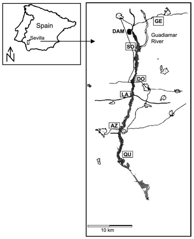 Fig. 1. Map of the spill-affected zone (in grey), with location of the tailing dam (in a tributary of the main river) and the sampling sites along the Guadiamar River (modified from Simo´ n et al., 2001). GE site (contro