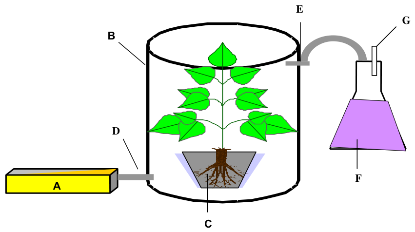 Fig. 2. Experimental unit used for trapping Hg released from plants. A, air pump; B, gas tight plant chamber; C, plant pot; D, air inlet; E, air outlet; F, inorganic Hg vapour trap; G, air outlet of the trap.