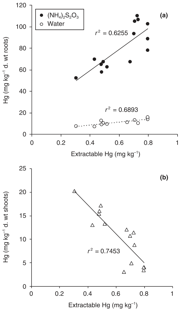 Fig. 5 Accumulation of Hg in roots (a) and shoots (b) of water and (NH4)2S2O3-treated Brassica juncea plants as a function of extractable Hg in humic acid amended substrates (1.25 g kg−1) containing Hg at 2.5 mg kg−1 d.