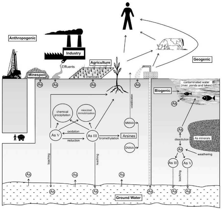 Figure 2 Arsenic dynamics in contaminated soil and aquatic ecosystems.