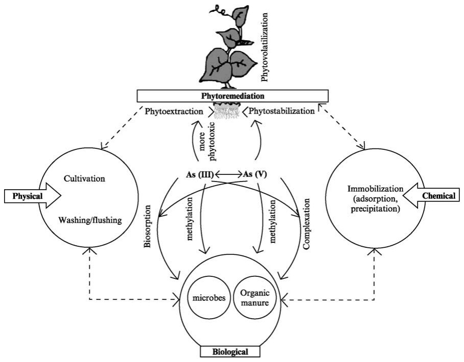 Figure 8 Conceptual integrated approach for remediation of arsenic-contaminated soil and aquatic ecosystems, focusing on phytoremediation.