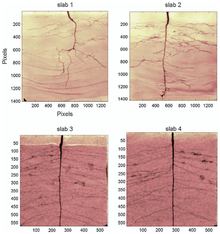 Figure 5 Comparison of root growth in quartz sand (slabs 1 and 2) and field soil media (slabs 3 and 4). The slabs have dimensions of 0.15 m � 0.15 m. Greater pixel values indicate greater resolution.